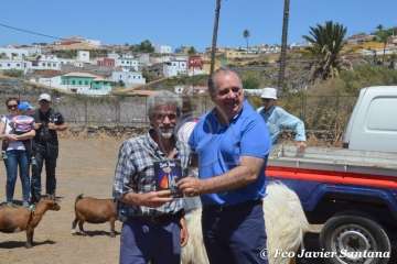 Muestra de ganado de las fiestas del patrono de Telde (Foto  Francisco Javier Santana)